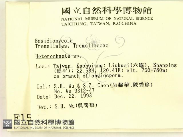 刺皮菌屬藏品圖，第2張