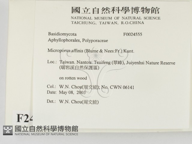 相鄰小孔菌藏品圖，第2張