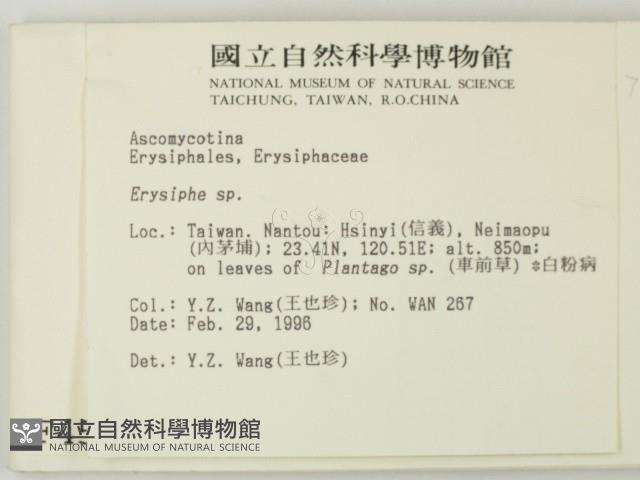 白粉病藏品圖，第2張