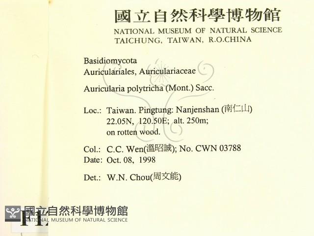 毛木耳藏品圖，第2張