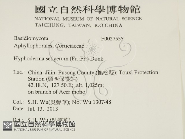 剛毛絲皮菌藏品圖，第2張