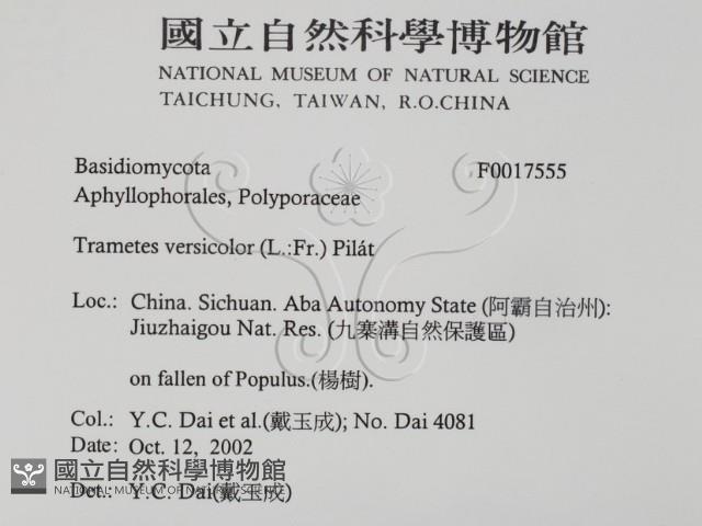 雲芝藏品圖，第2張