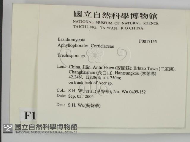 粗糙孢菌屬藏品圖，第2張