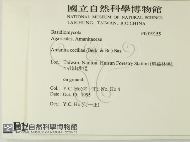 登錄號:F0019155藏品圖，第2張