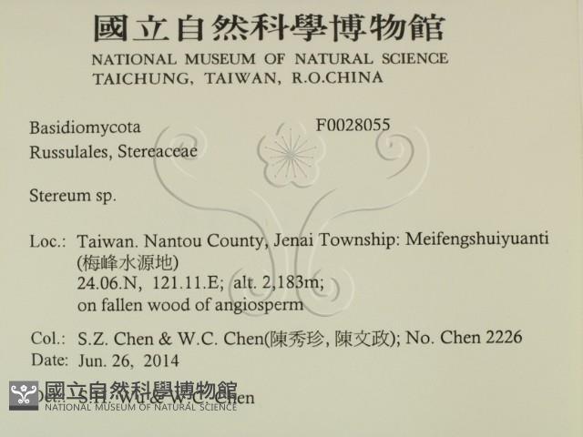 韌革菌屬藏品圖，第2張