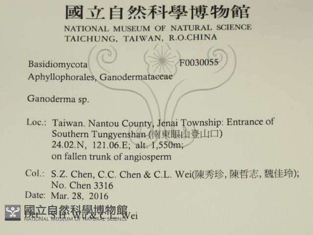 靈芝屬藏品圖，第2張