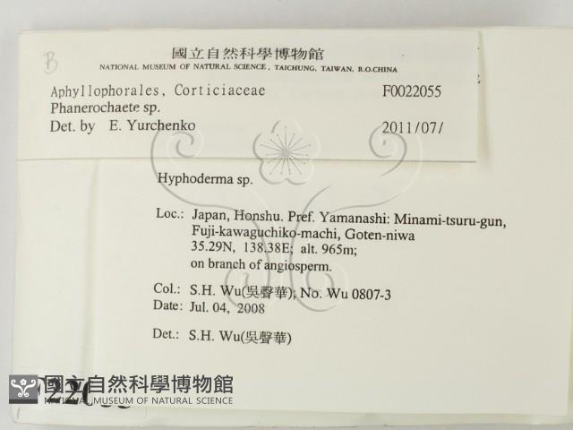 顯絲菌屬藏品圖，第2張