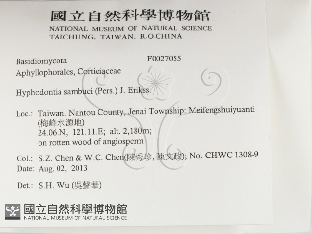 冇骨消絲齒菌藏品圖，第2張