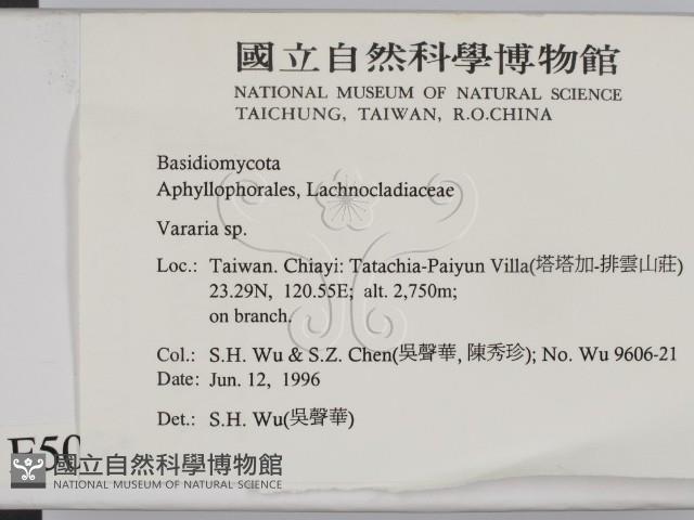 叉絲革菌屬藏品圖，第2張