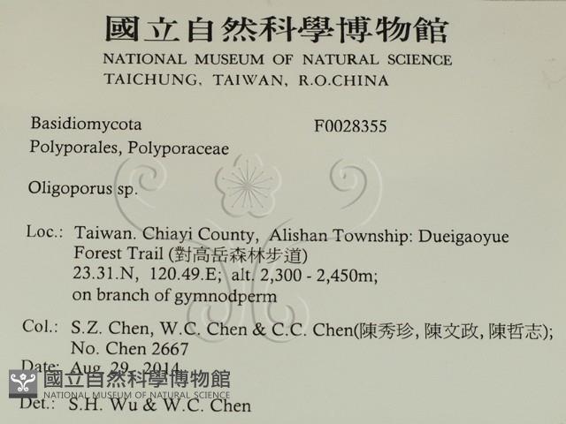 寡孔菌屬藏品圖，第2張