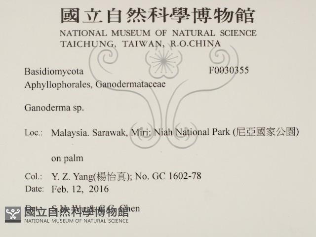 靈芝屬藏品圖，第2張