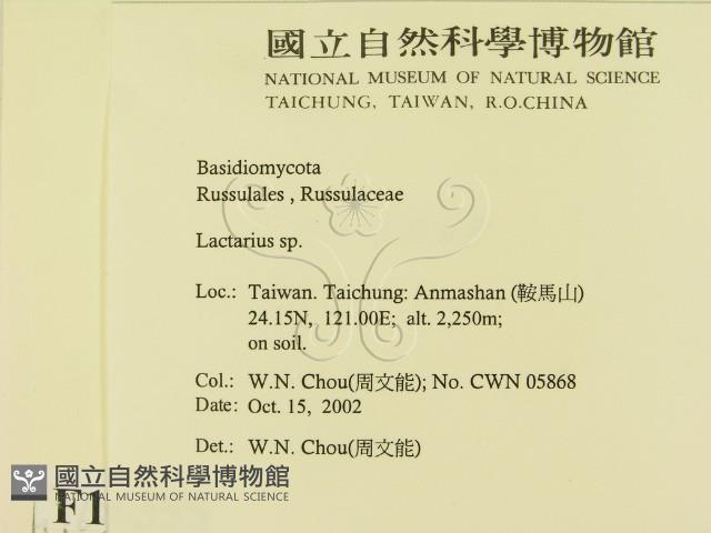 乳菇屬藏品圖，第2張