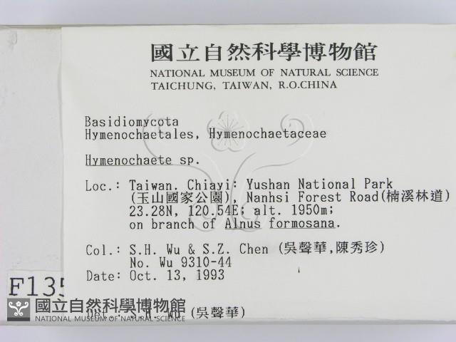 刺革菌屬藏品圖，第2張