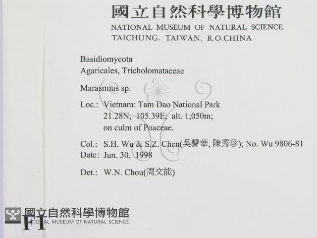 小皮傘屬藏品圖，第2張
