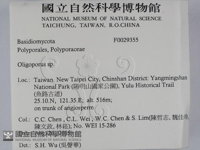 寡孔菌屬藏品圖，第2張