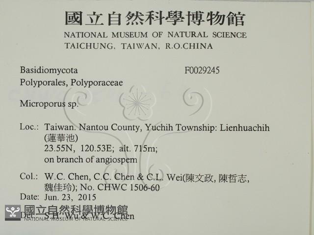 小孔菌屬藏品圖，第2張