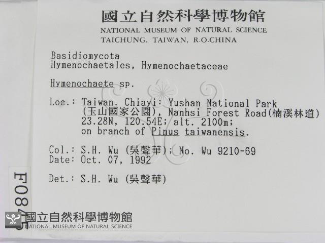 刺革菌屬藏品圖，第2張