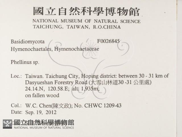 木層孔菌屬藏品圖，第2張