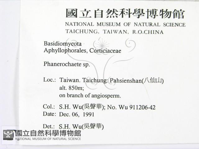 顯絲菌屬藏品圖，第2張