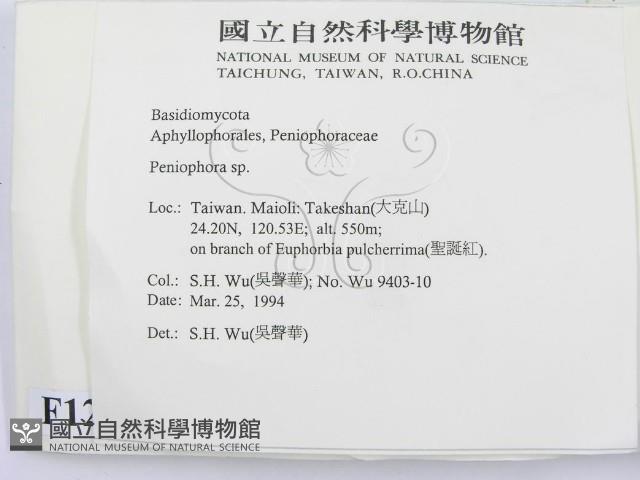 筍殼菌屬藏品圖，第2張