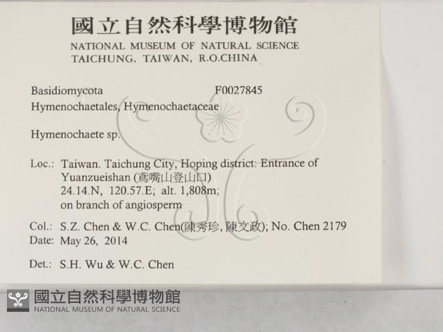 刺革菌屬藏品圖，第2張