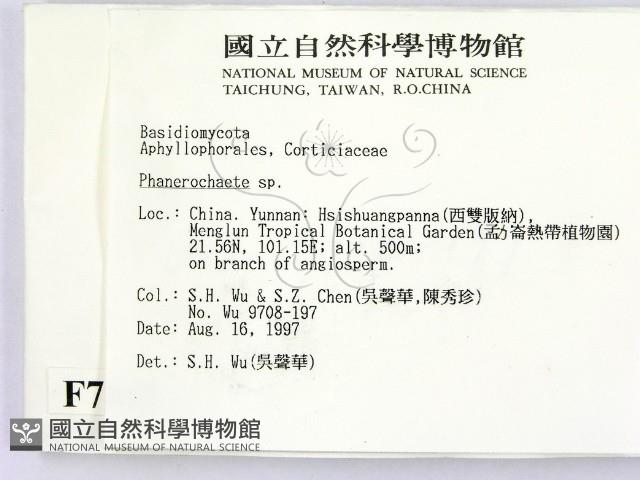 顯絲菌屬藏品圖，第2張