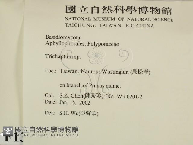 附毛菌屬藏品圖，第2張