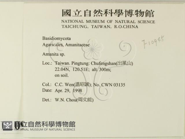 鵝膏屬藏品圖，第2張