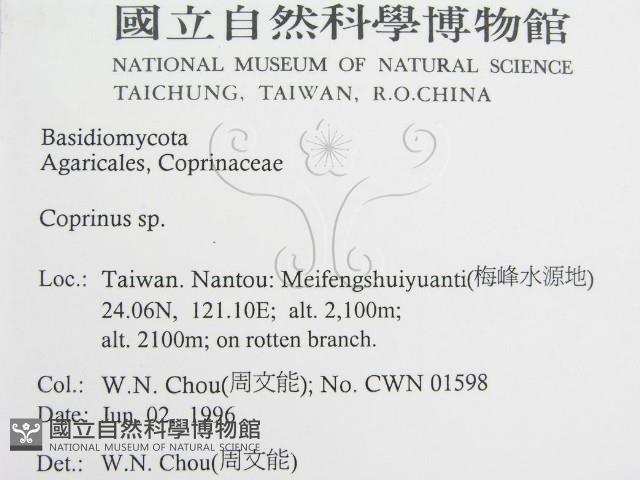 鬼傘屬藏品圖，第2張