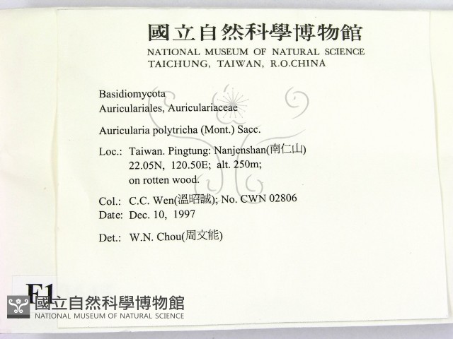 毛木耳藏品圖，第2張
