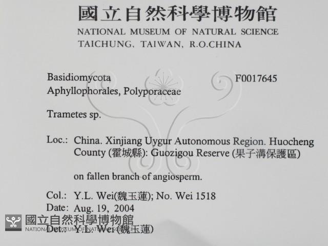 栓菌屬藏品圖，第2張