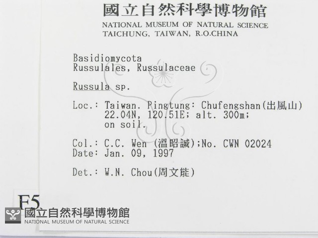 紅菇屬藏品圖，第2張