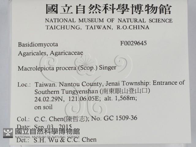 高大環柄菇藏品圖，第2張