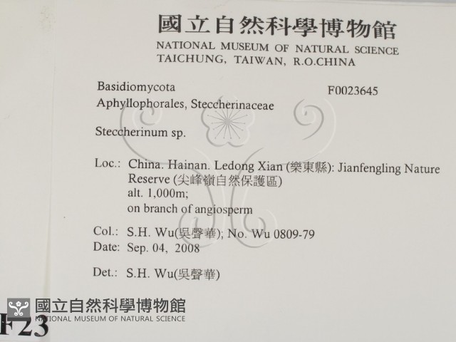 齒耳菌屬藏品圖，第2張