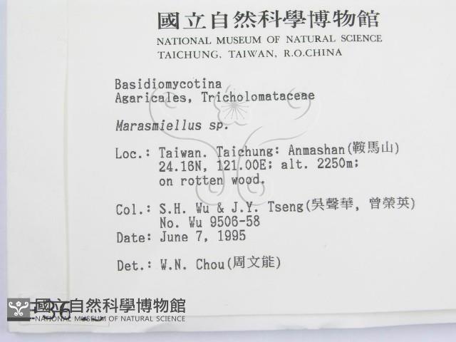 微皮傘屬藏品圖，第2張