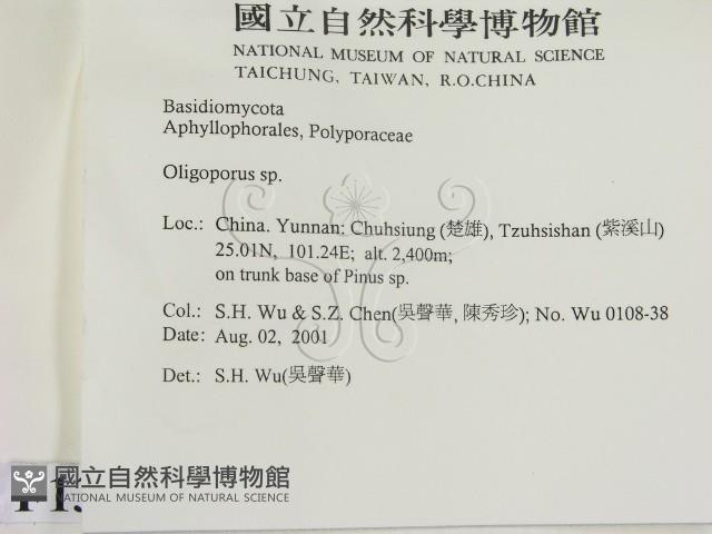 寡孔菌屬藏品圖，第2張