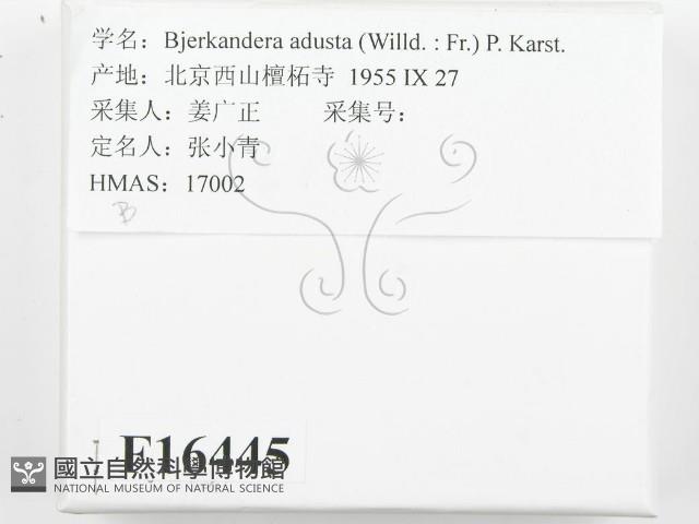 煙管菌藏品圖，第2張