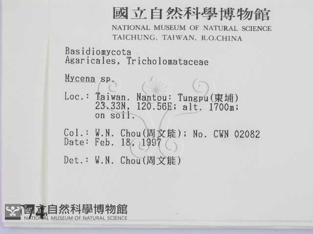 小菇屬藏品圖，第2張