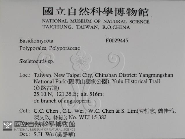 骨皮菌屬藏品圖，第2張