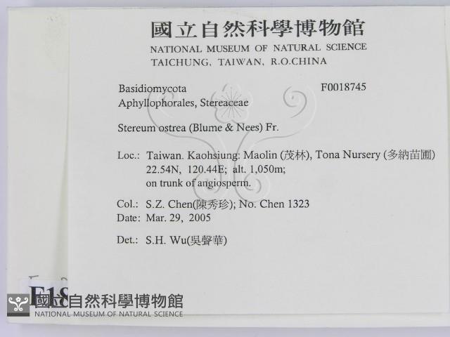 蠔韌革菌藏品圖，第2張
