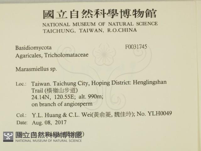 微皮傘屬藏品圖，第2張