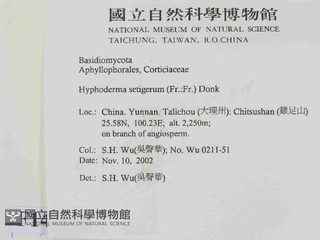 剛毛絲皮菌藏品圖，第2張