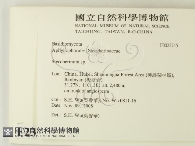 齒耳菌屬藏品圖，第2張