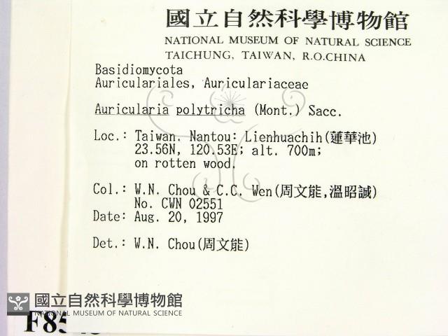 毛木耳藏品圖，第2張