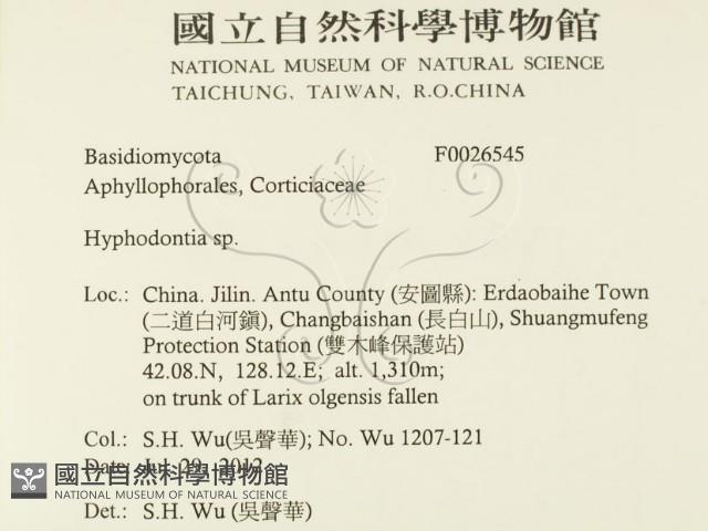 絲齒菌屬藏品圖，第2張