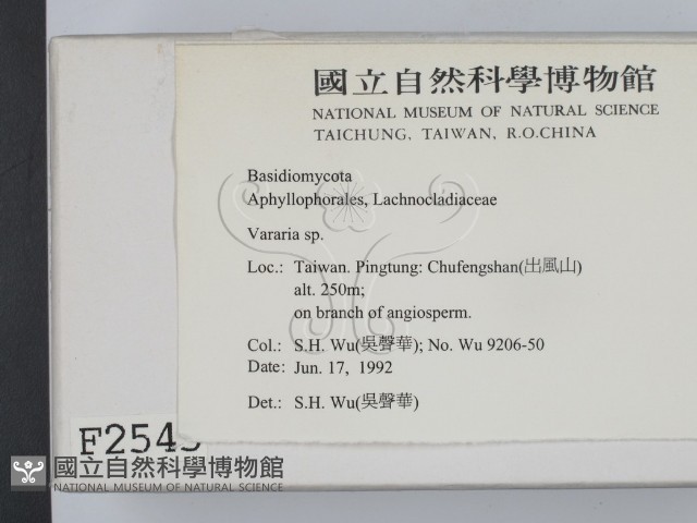 叉絲革菌屬藏品圖，第2張