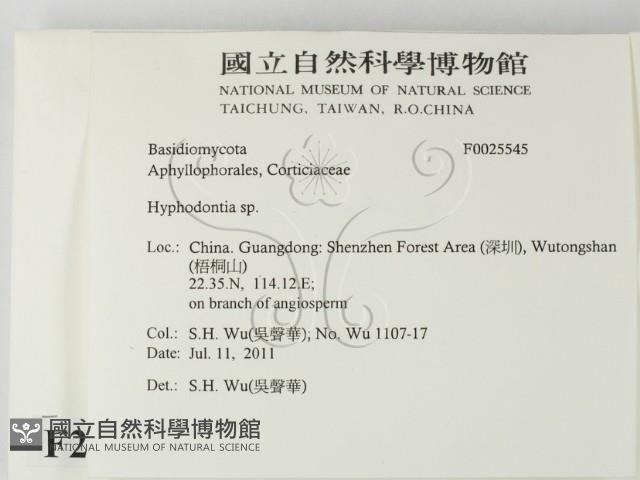 絲齒菌屬藏品圖，第2張