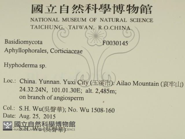 絲皮菌屬藏品圖，第2張