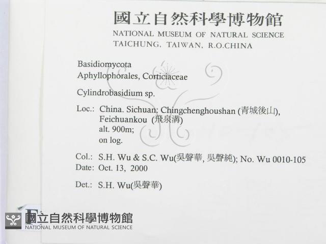 柱擔菌屬藏品圖，第2張