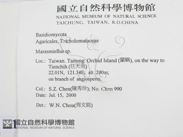 微皮傘屬藏品圖，第2張